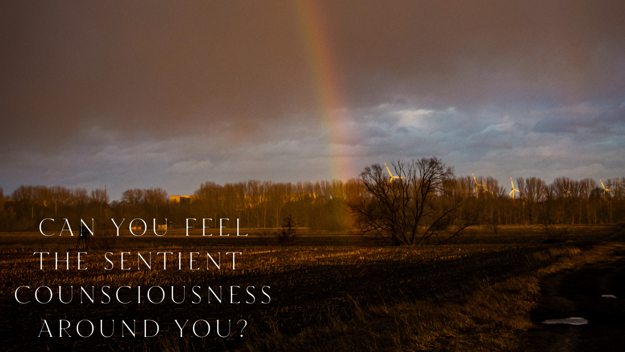 Can you feel the sentient consciousness around you?