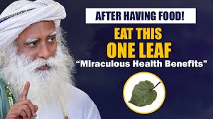 A MIRACULOUS LEAF - Eat This After FOOD For Amazing HEALTH Benefits Ayurveda Sadhguru